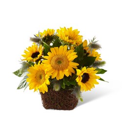 The FTD Perfect Sun Bouquet from Victor Mathis Florist in Louisville, KY